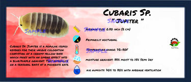 Cubaris Sp. Jupiter Isopod Bin Label